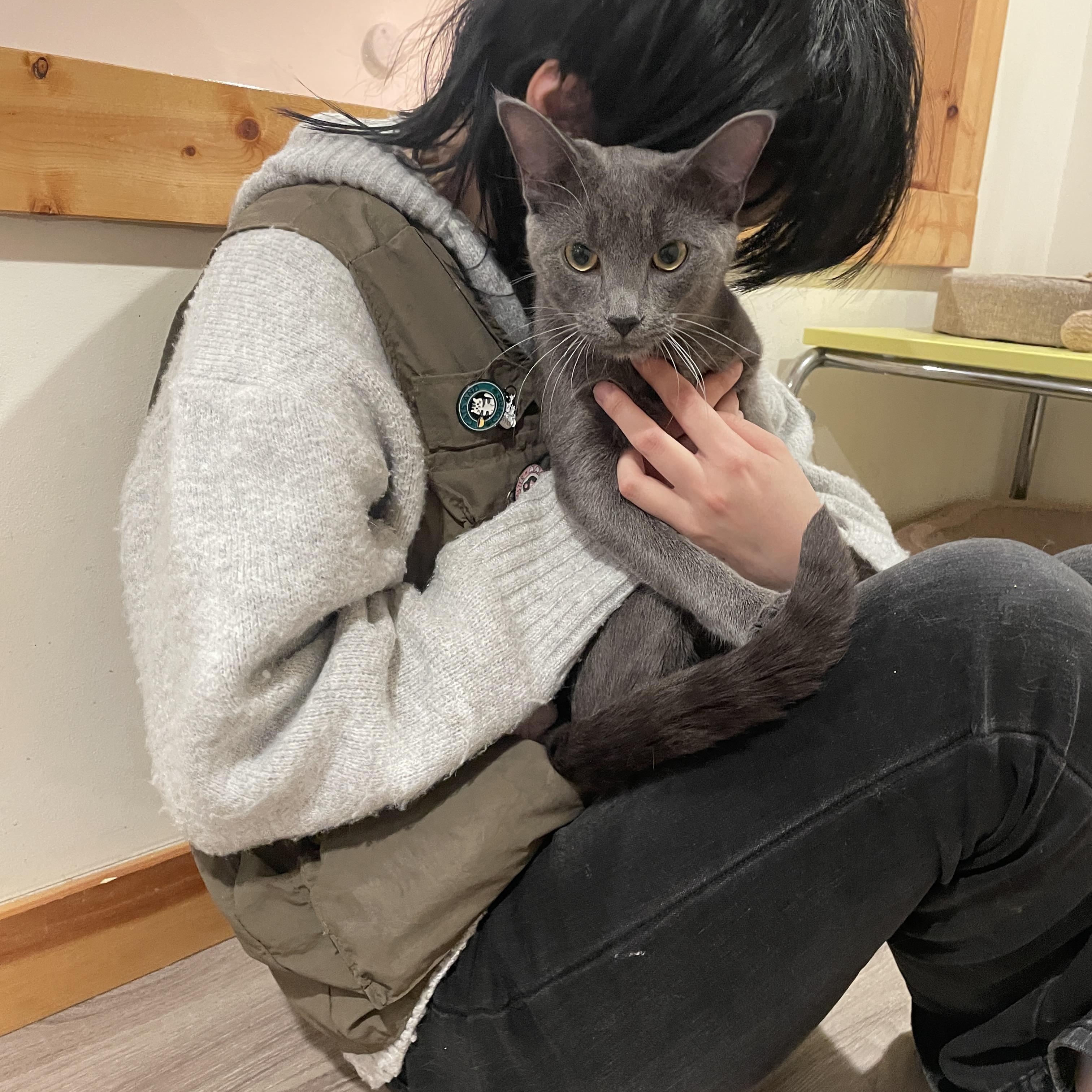 Enlarge Onyx & Zucchini, a ADOPTABLE Domestic Short Hair in South Ozone Park, NY image 5/6