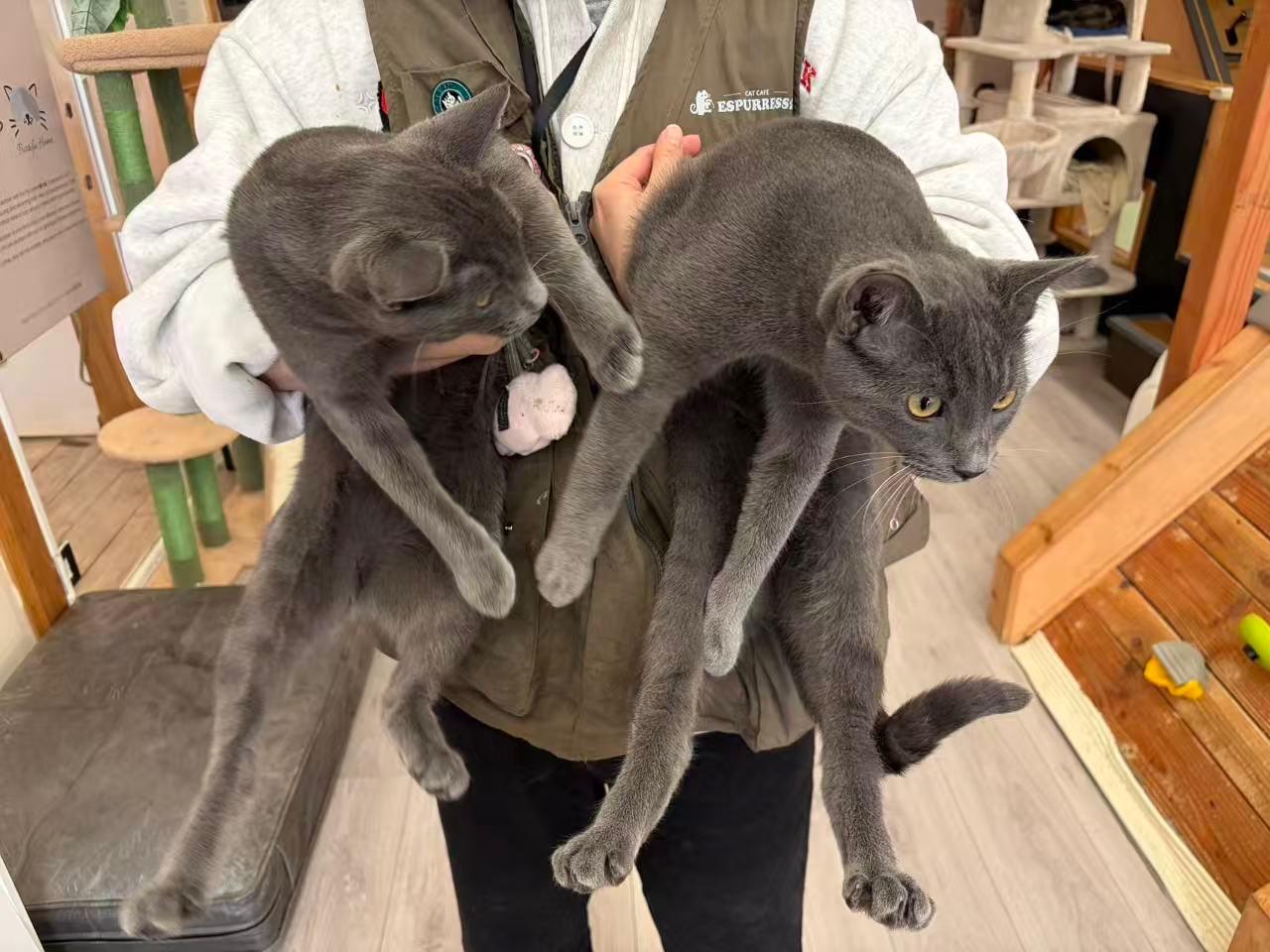 Enlarge Onyx & Zucchini, a ADOPTABLE Domestic Short Hair in South Ozone Park, NY image 2/6