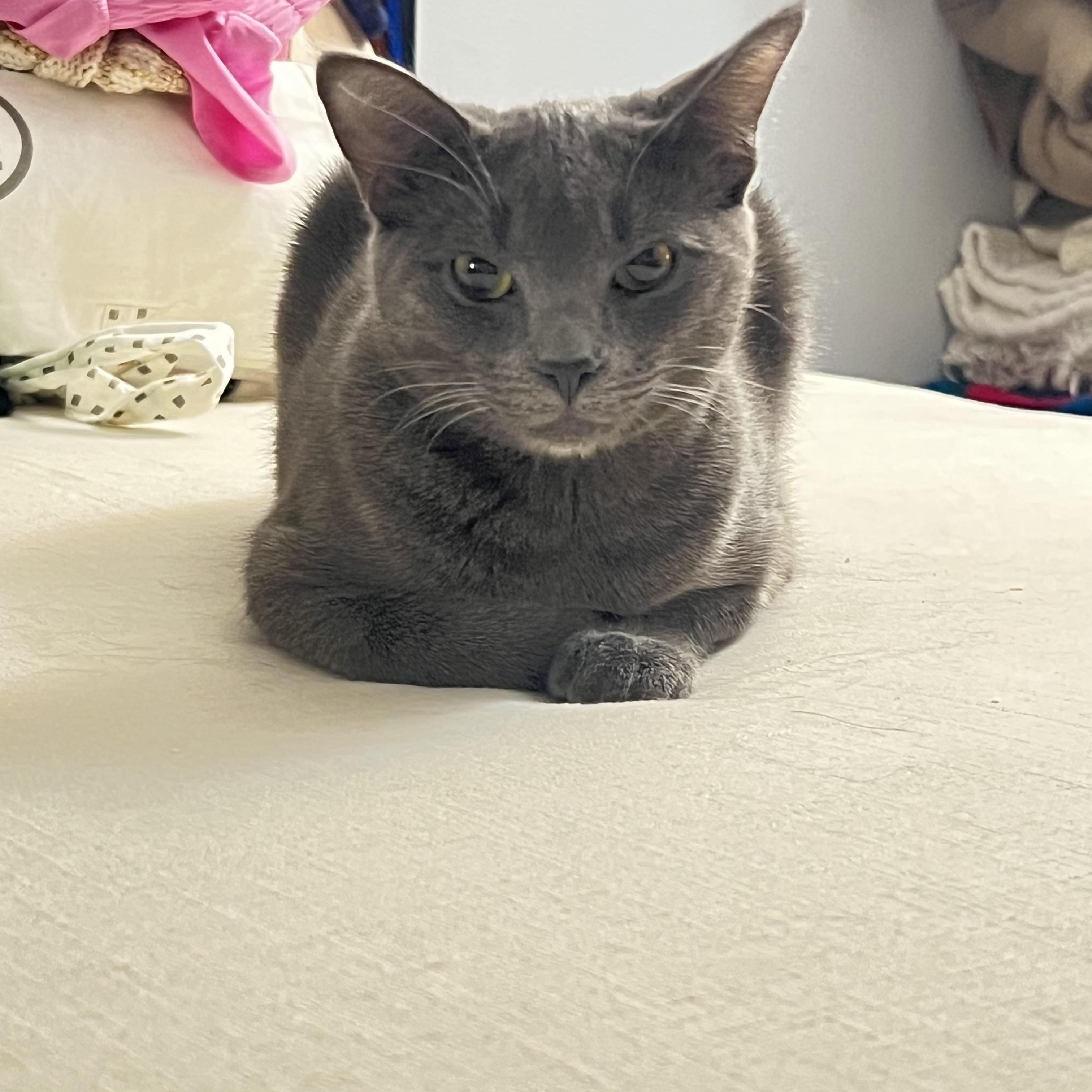 Enlarge Onyx & Zucchini, a ADOPTABLE Domestic Short Hair in South Ozone Park, NY image 3/6