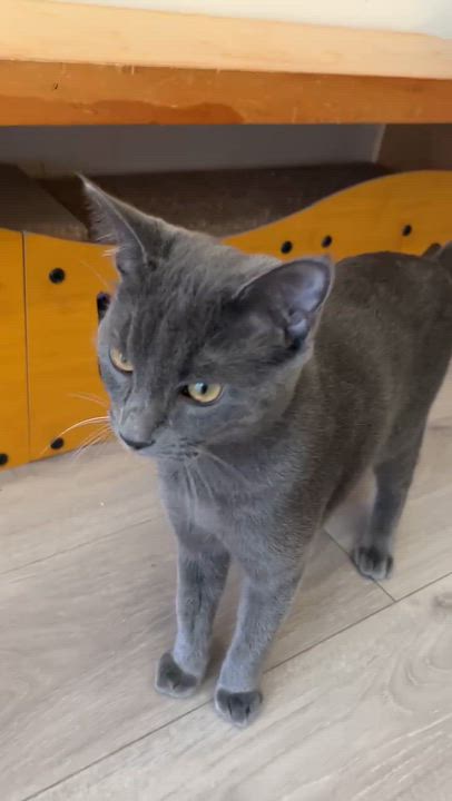 Enlarge Onyx & Zucchini, a ADOPTABLE Domestic Short Hair in South Ozone Park, NY video 4/6