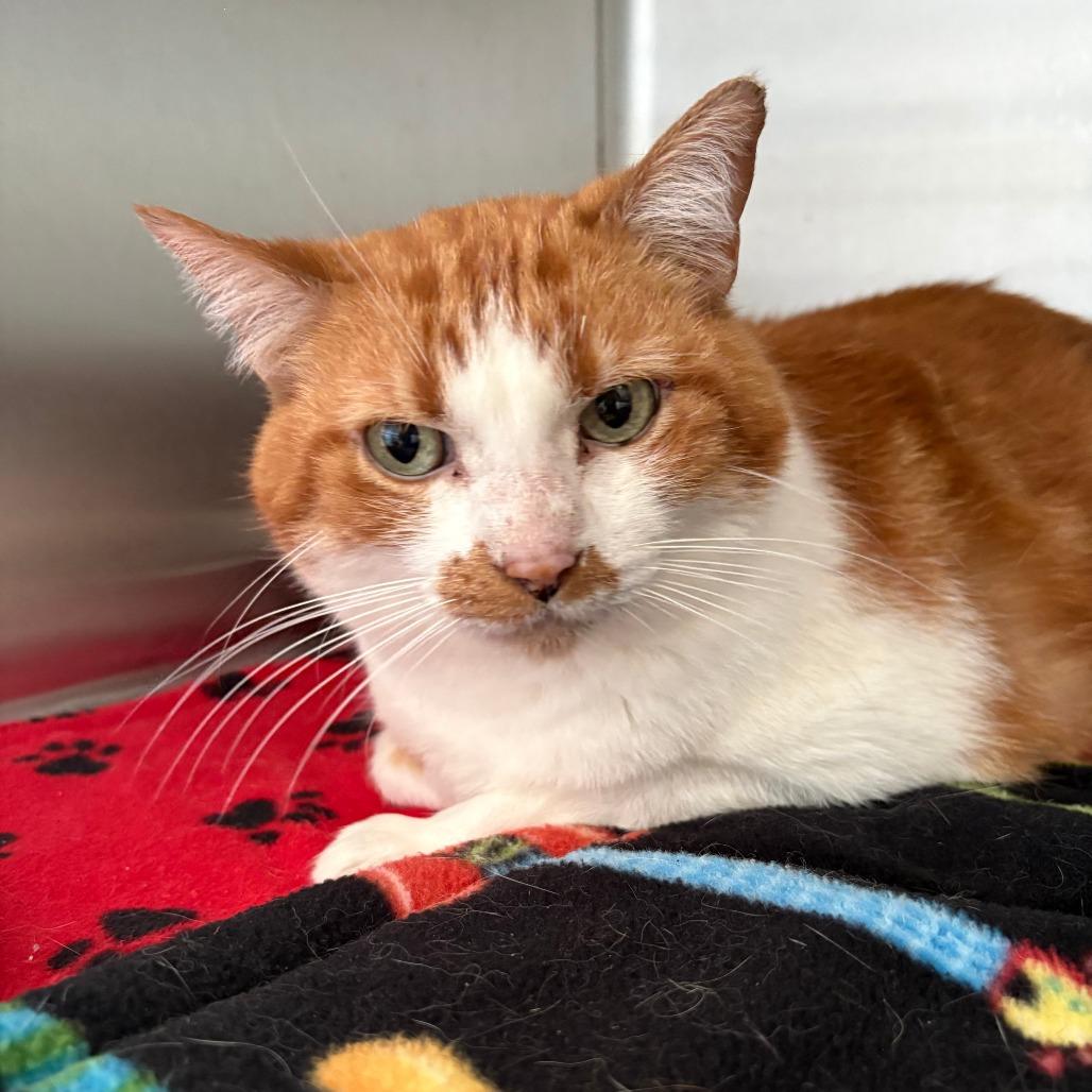 Buck Cluck, Adoptable, Senior Male Domestic Short Hair.