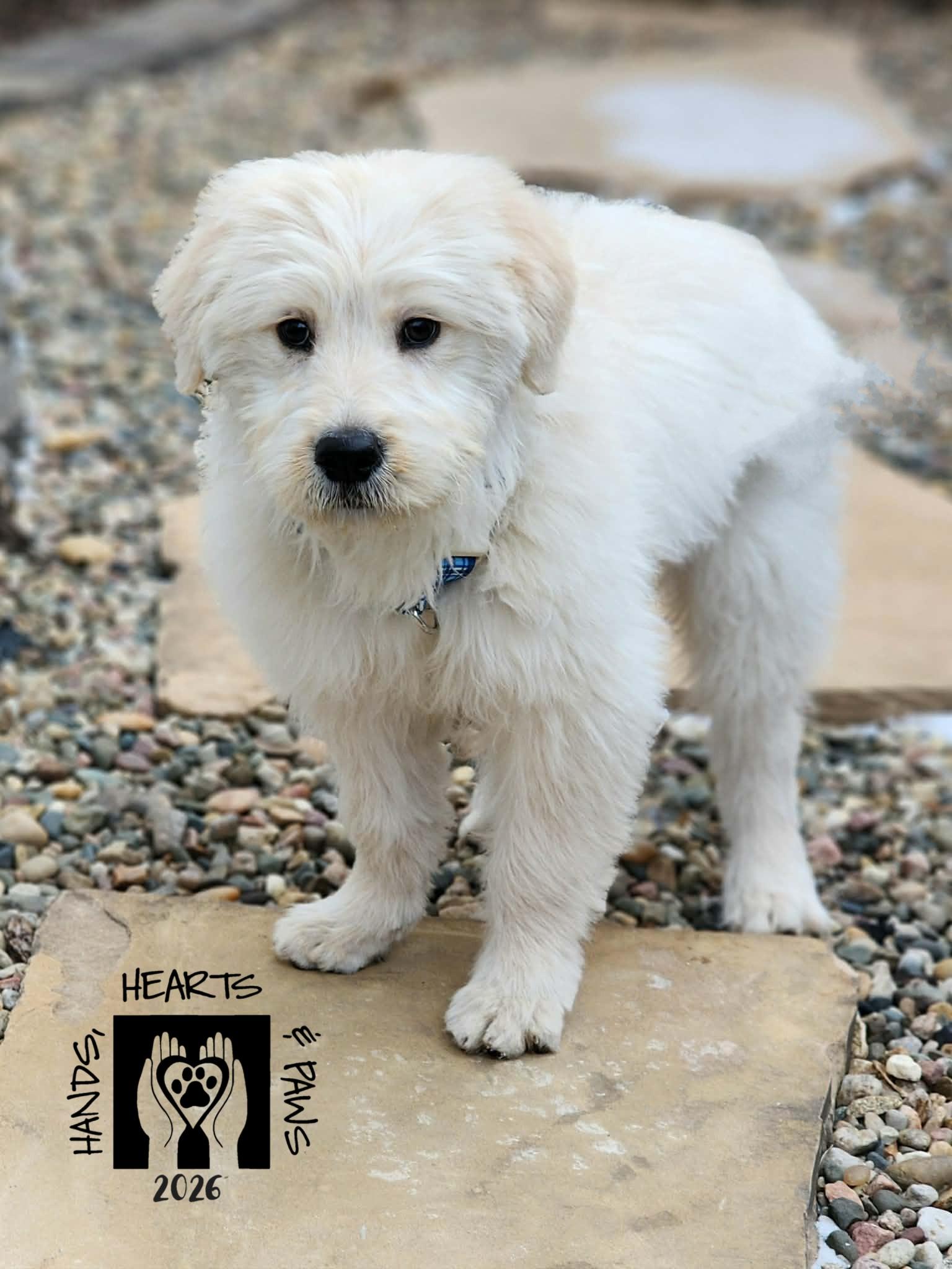 Enlarge Sal, an adopted mixed breed in Omaha, NE image 1/2