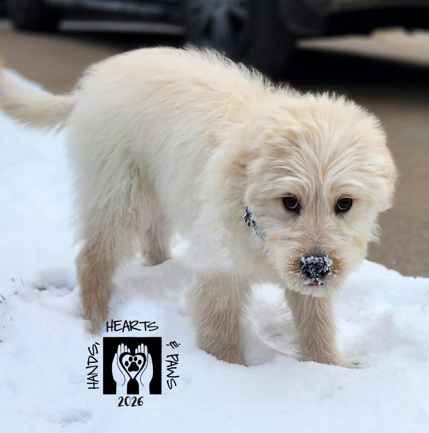 Enlarge Sal, an adopted mixed breed in Omaha, NE image 2/2