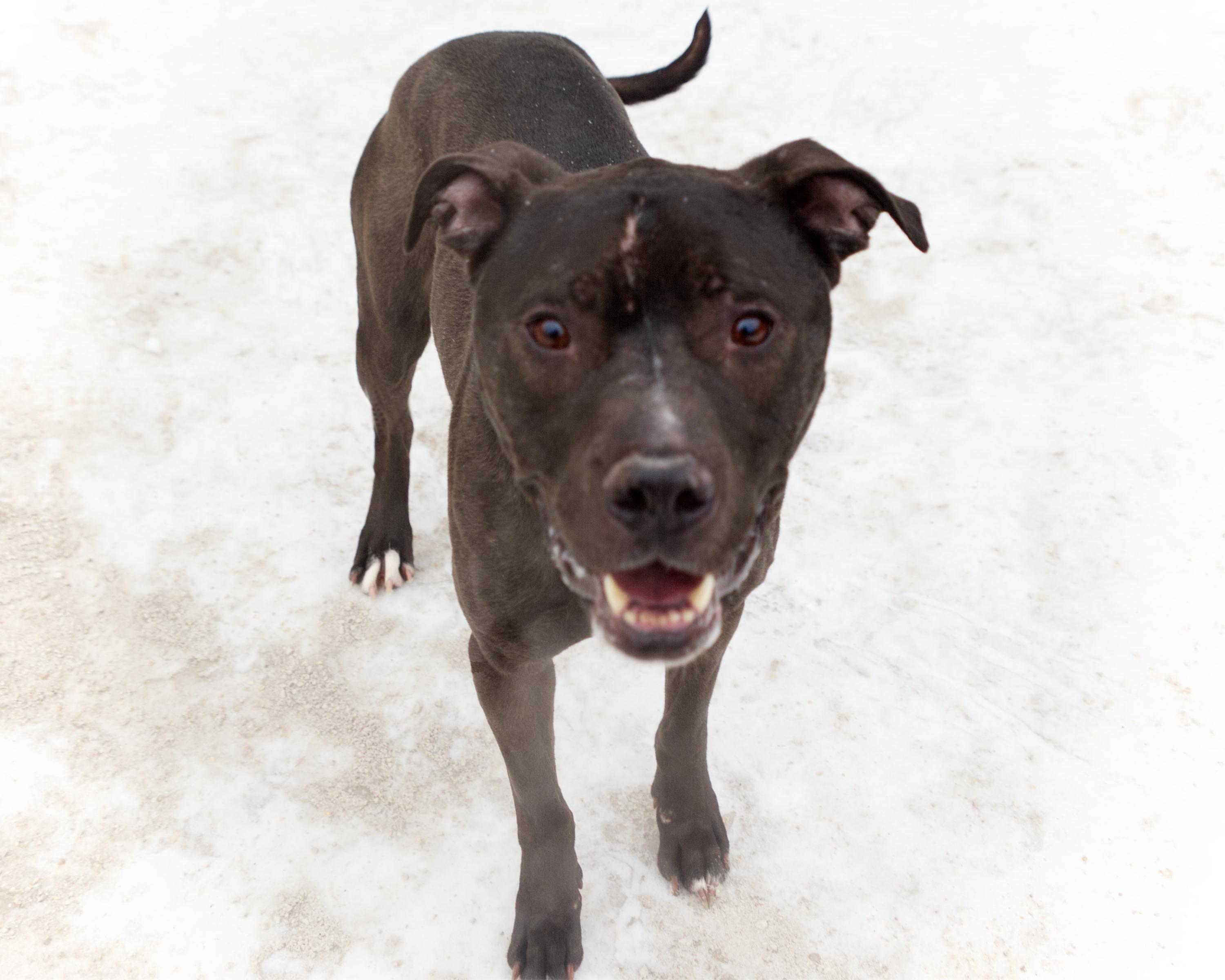 Enlarge Rolo, an adoptable mixed breed in Winnipeg, MB image 2/3