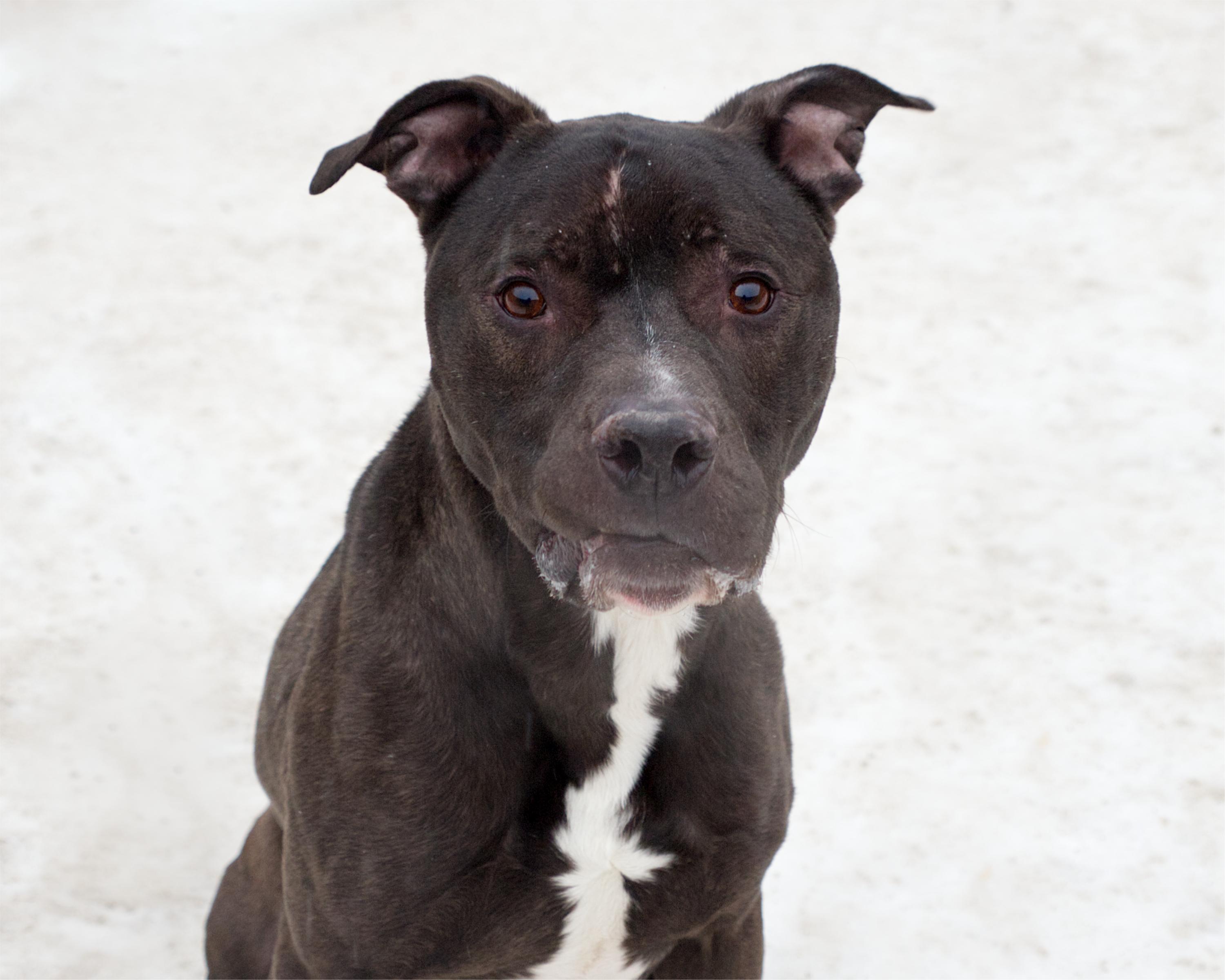 Enlarge Rolo, an adoptable mixed breed in Winnipeg, MB image 1/3