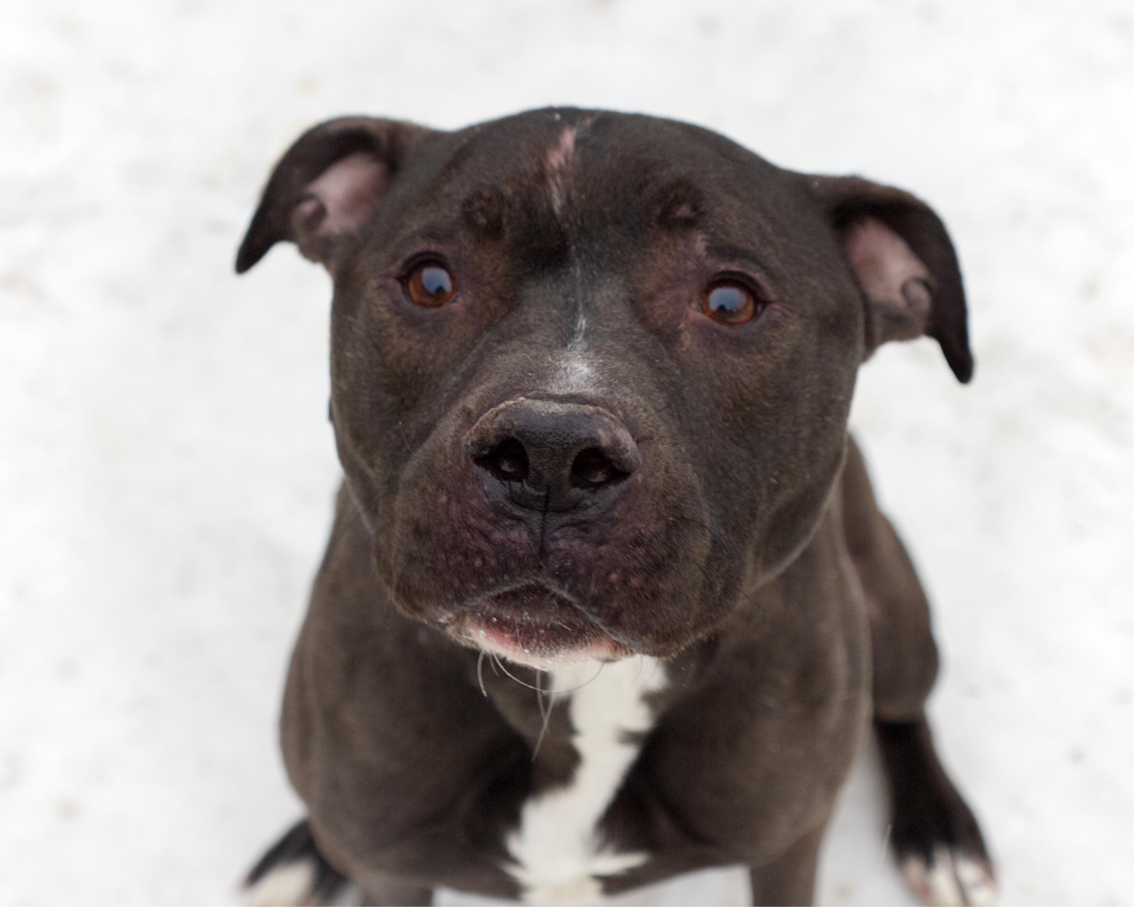 Enlarge Rolo, an adoptable mixed breed in Winnipeg, MB image 3/3