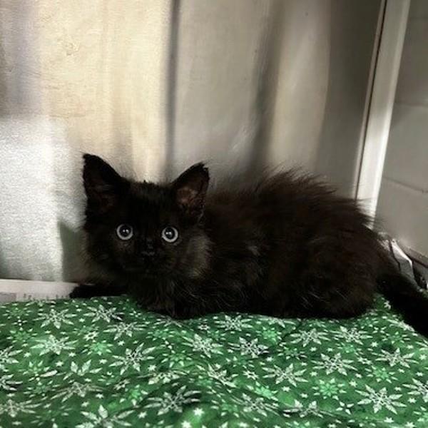 Windy, Adoptable, Kitten Female Domestic Medium Hair.