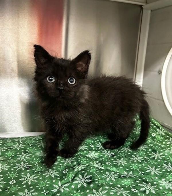 Enlarge Windy, a Adoptable mixed breed in Lafayette, LA image 2/2