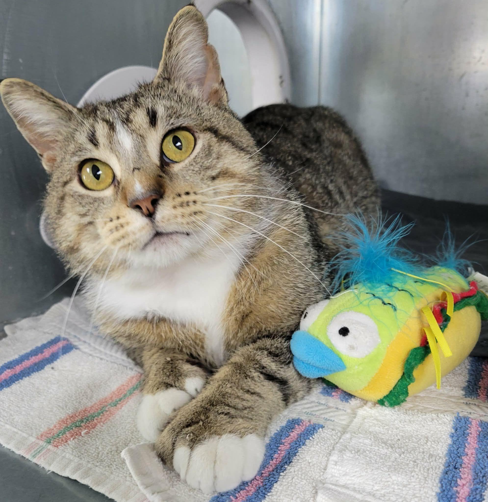 Quinlan, ADOPTABLE, Adult Male Extra-Toes Cat / Hemingway Polydactyl.