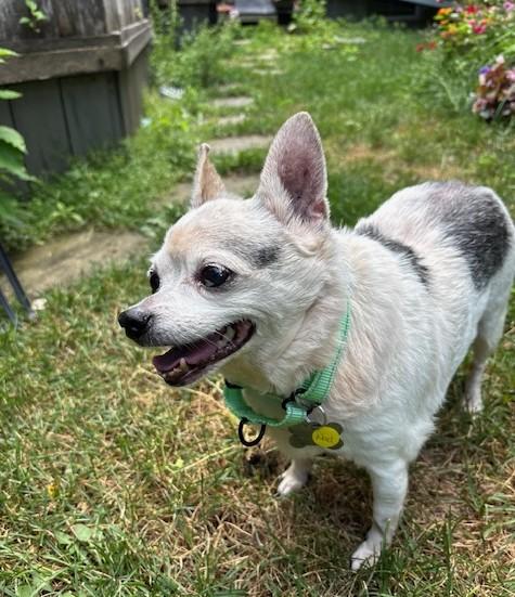 Noel, a Adoptable mixed breed in Albany, NY image 2/5