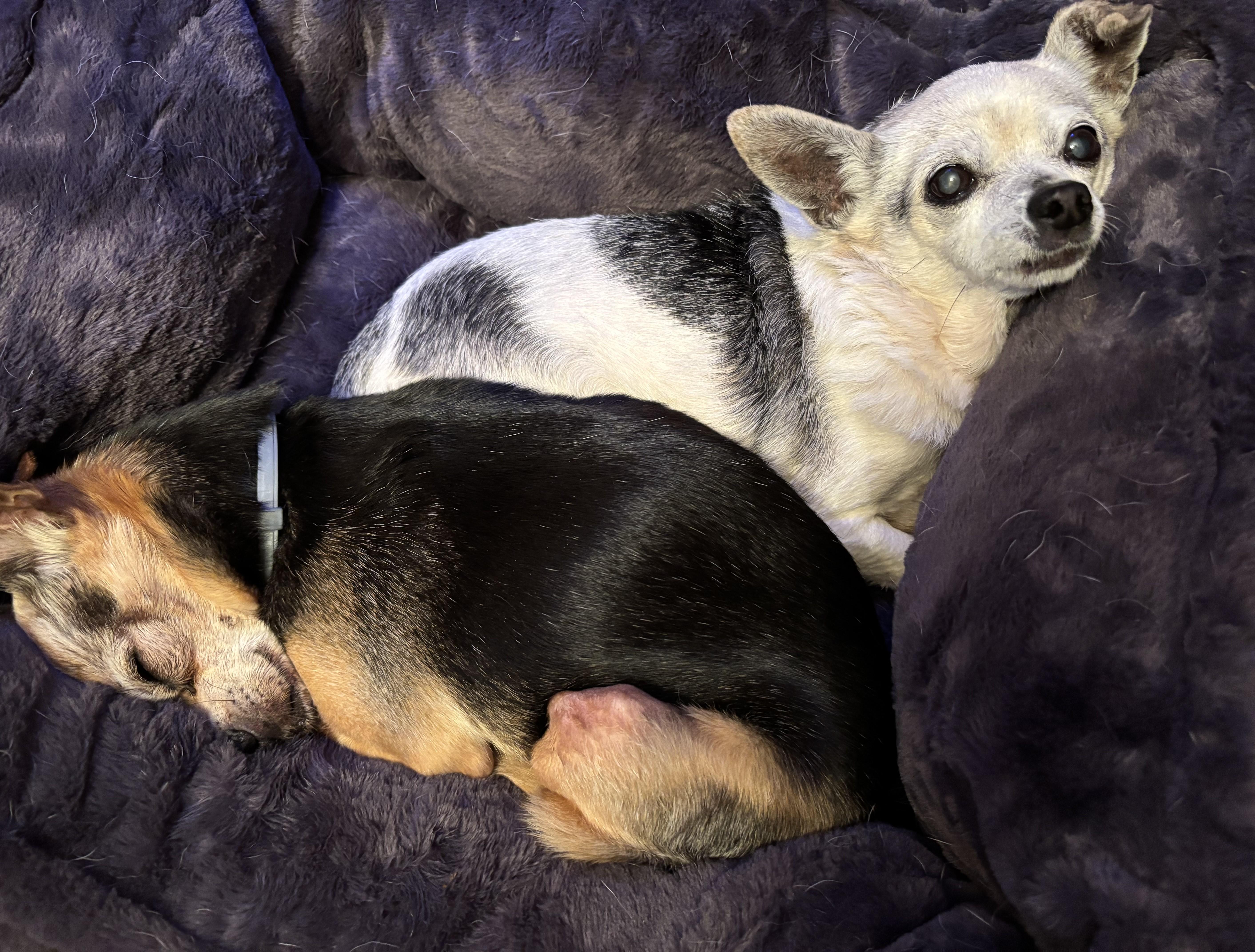 Noel, a Adoptable mixed breed in Albany, NY image 3/5