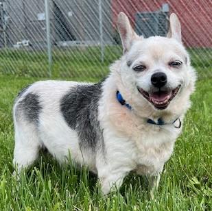 Noel, a Adoptable mixed breed in Albany, NY image 4/5