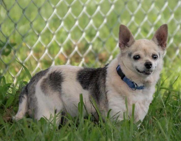 Noel, a Adoptable mixed breed in Albany, NY image 5/5
