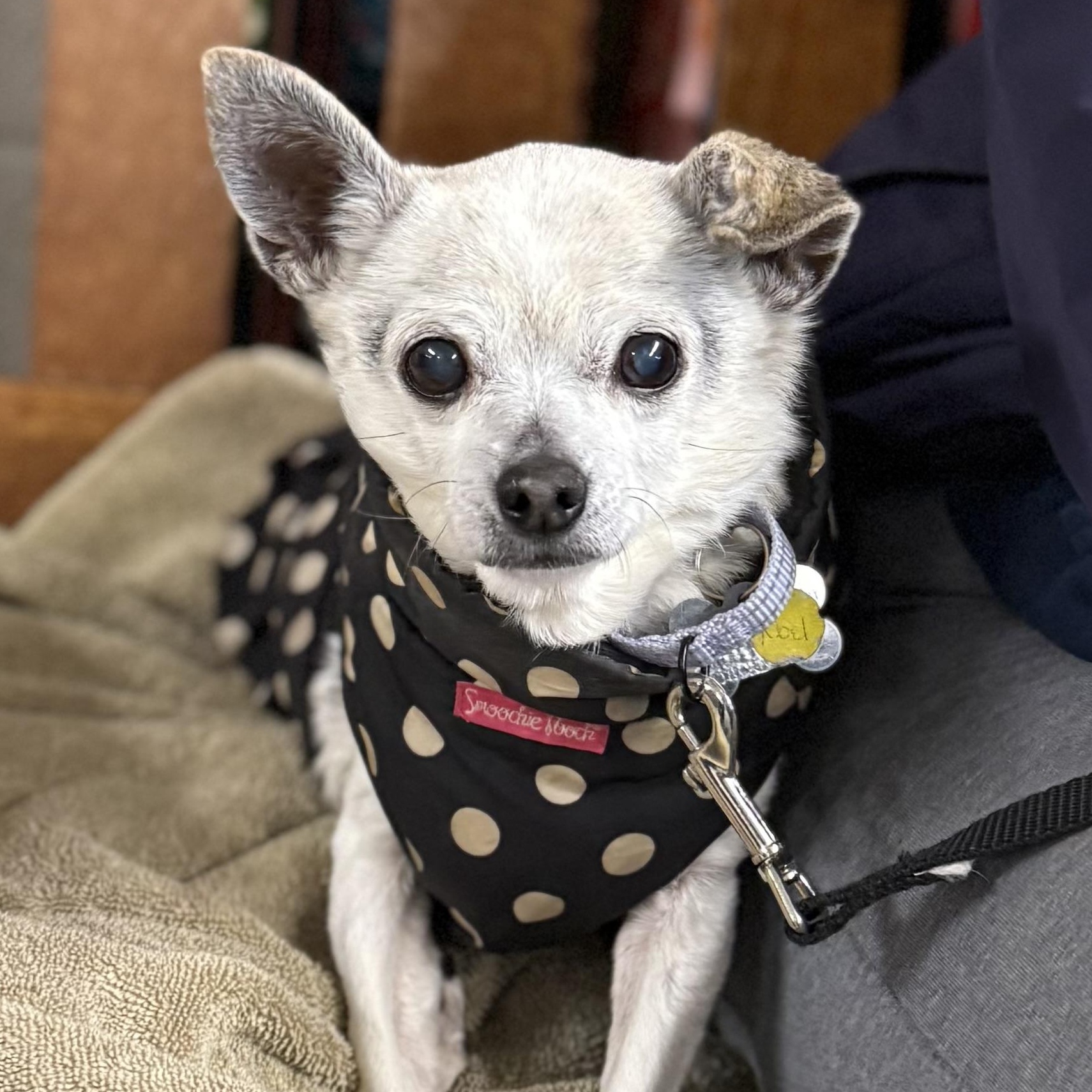 Noel, a Adoptable mixed breed in Albany, NY image 1/6