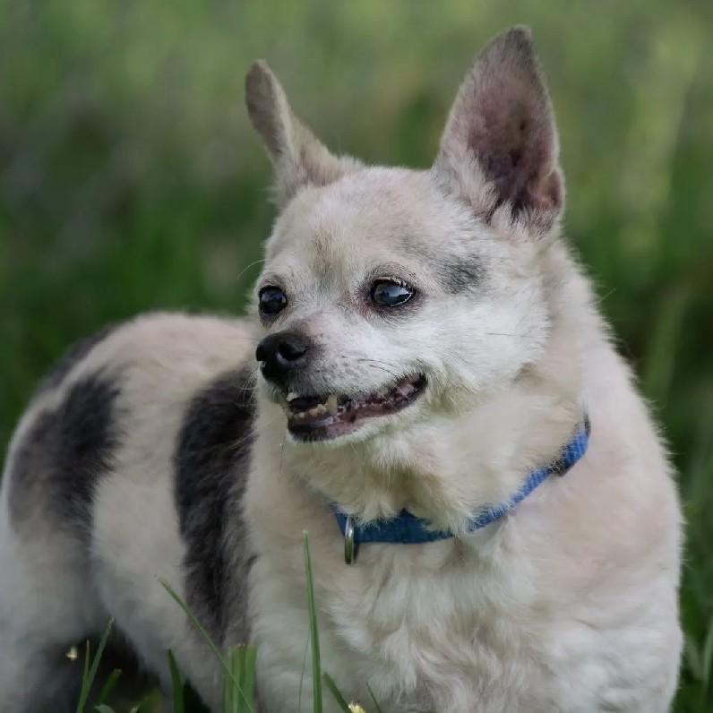 Noel, Adoptable, Senior Female Chihuahua.