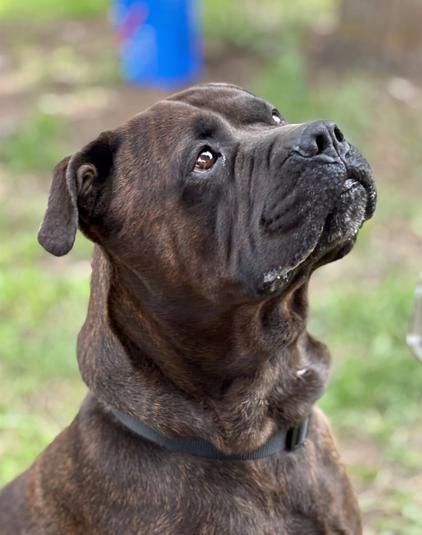 Teddy & Rex (bonded pair), a Adoptable mixed breed in Cranbrook, BC image 2/3