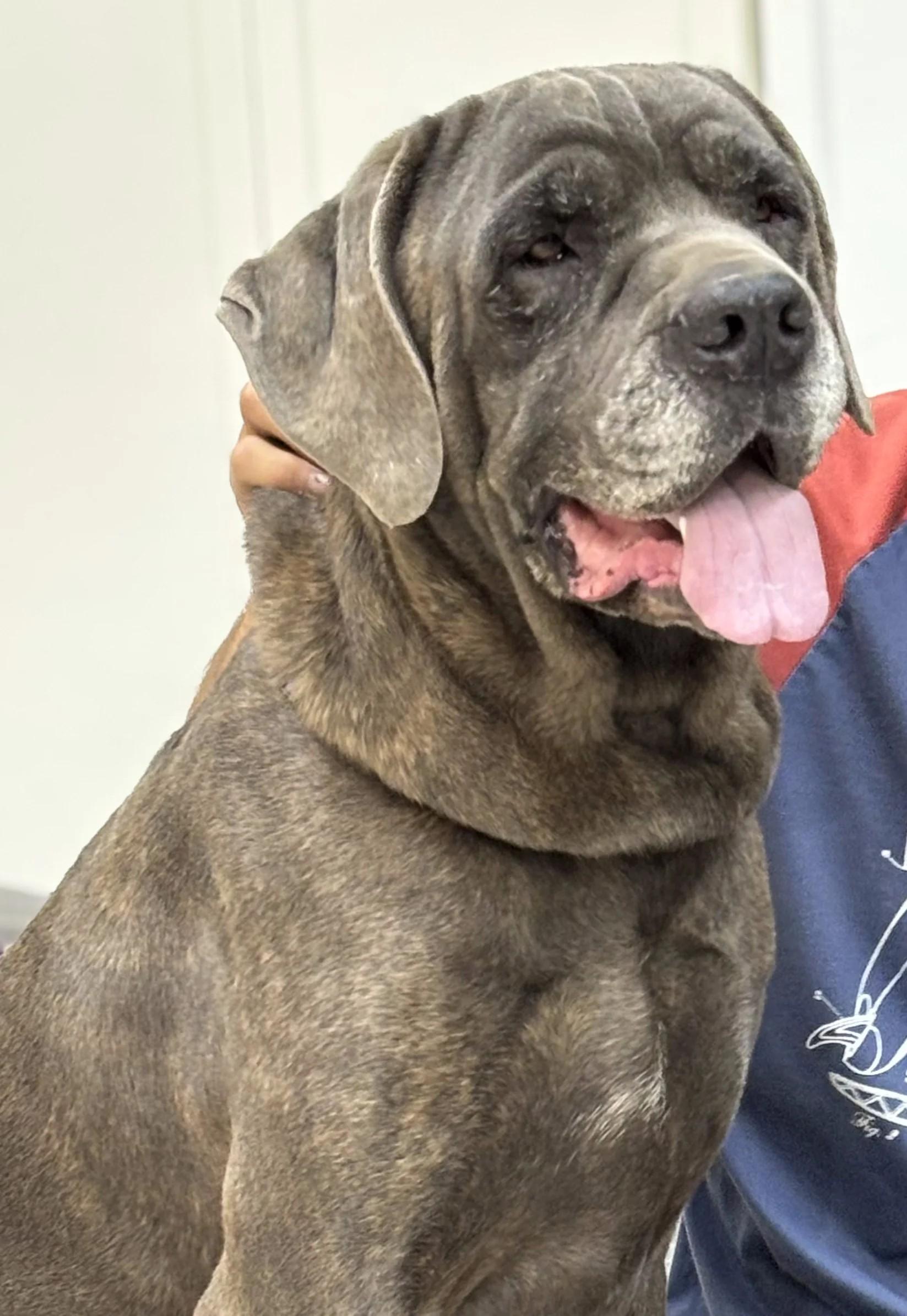 Teddy & Rex (bonded pair), a Adoptable mixed breed in Cranbrook, BC image 3/3