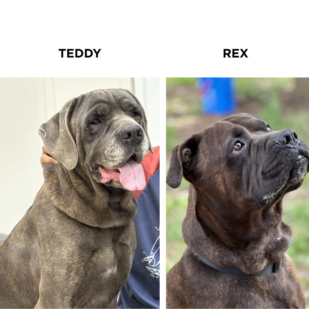 Teddy & Rex (bonded pair), a Adoptable mixed breed in Cranbrook, BC image 1/3
