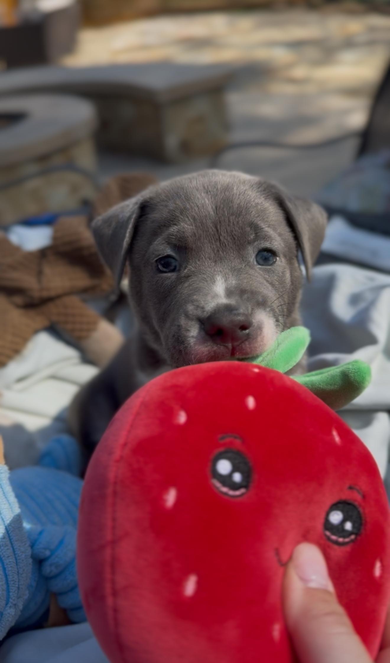 Enlarge Quincy, an adopted mixed breed in Colorado Springs, CO image 2/6