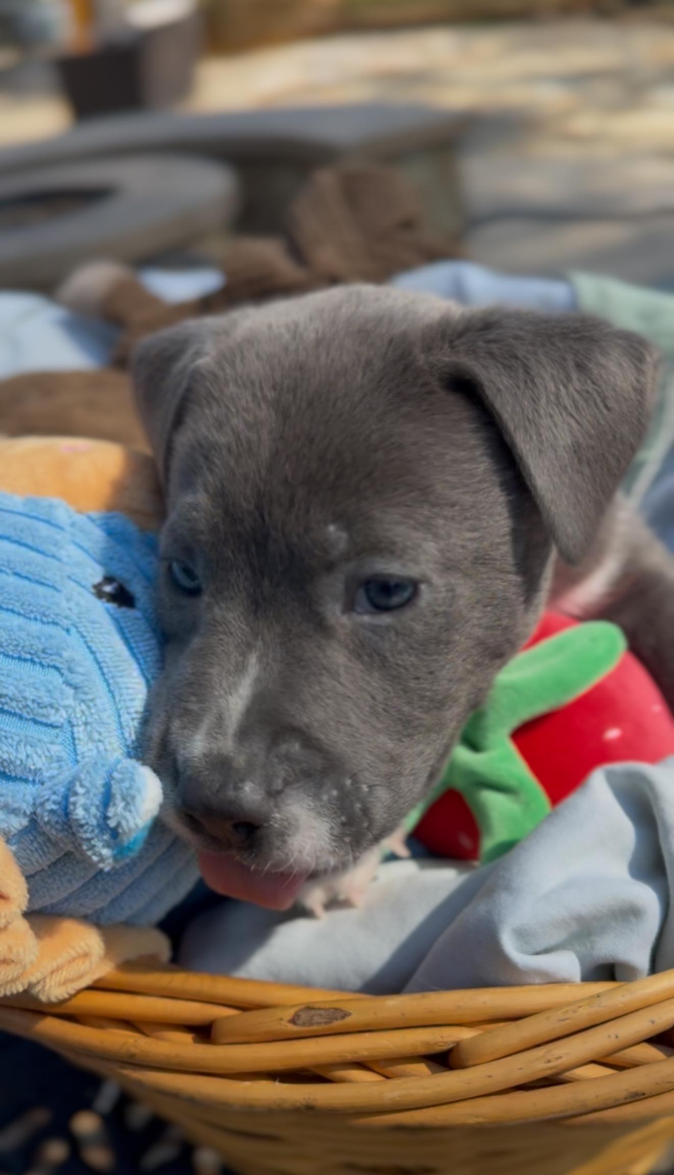 Enlarge Quincy, an adopted mixed breed in Colorado Springs, CO image 3/6