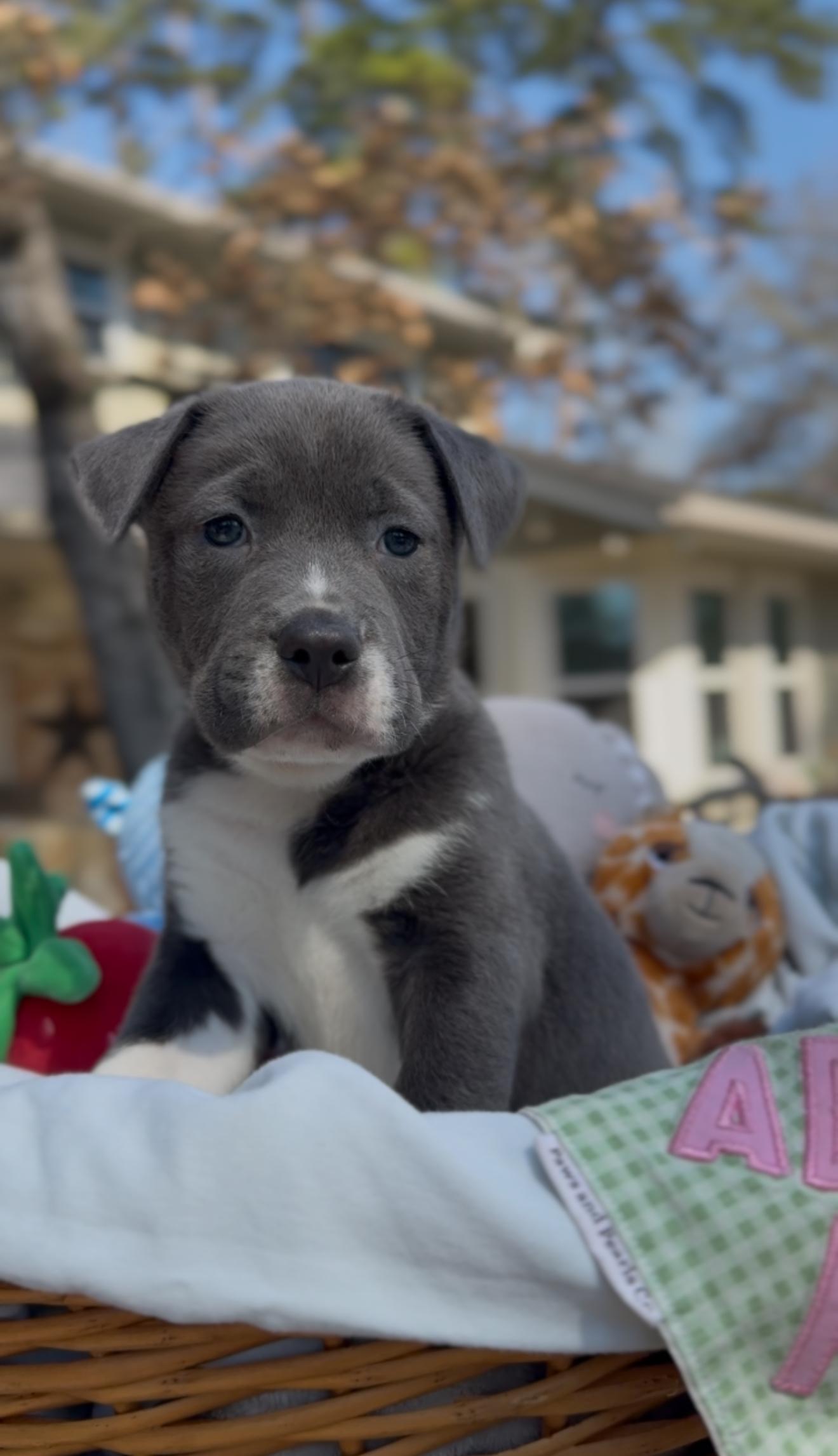 Enlarge Quincy, an adopted mixed breed in Colorado Springs, CO image 4/6