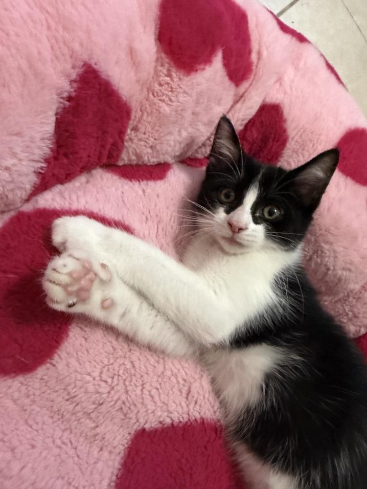 Nova, Adoptable, Kitten Female Domestic Short Hair.