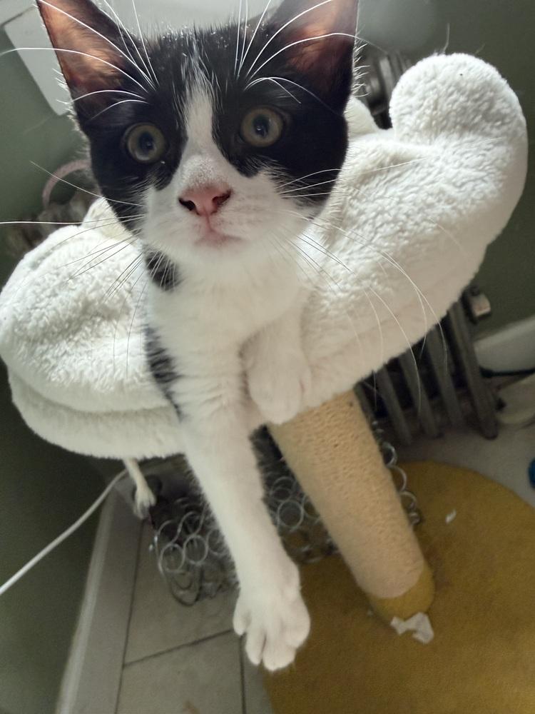 Nova, a Adoptable mixed breed in Olyphant, PA image 4/5