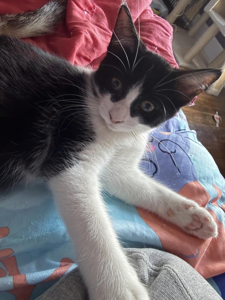 Nova, a Adoptable mixed breed in Olyphant, PA image 5/5