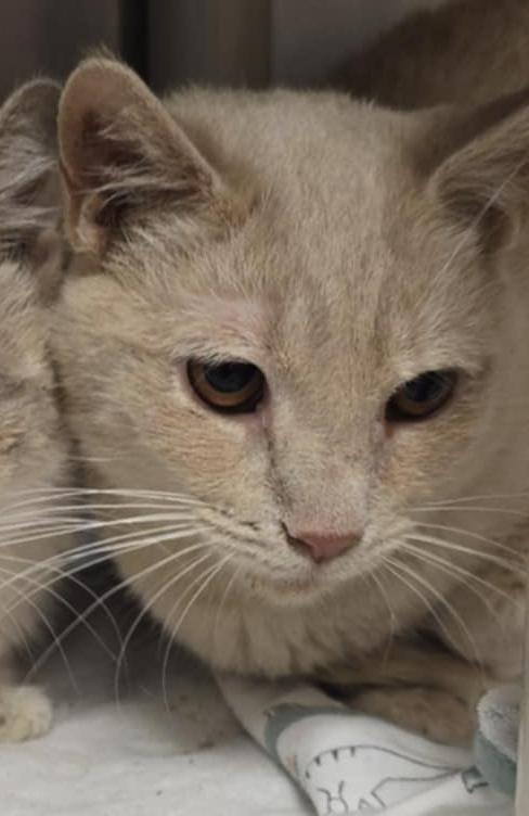 Enlarge Sam, an adopted Domestic Short Hair in Orange, VA image 1/1