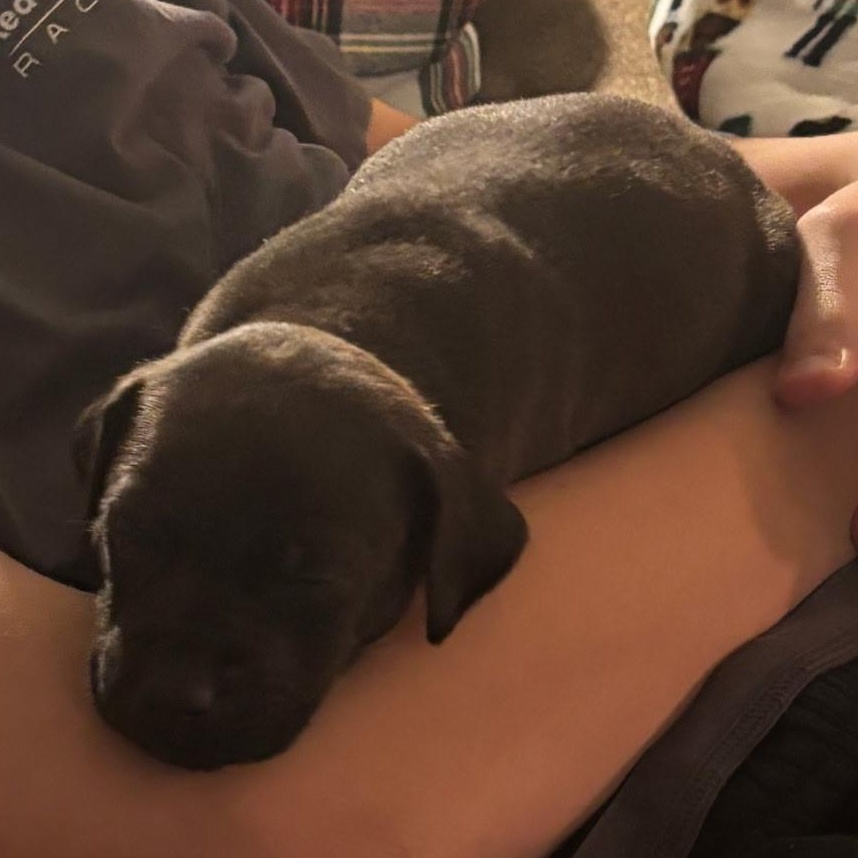 Enlarge Luther , a ADOPTABLE mixed breed in Spring hill, TN image 2/3