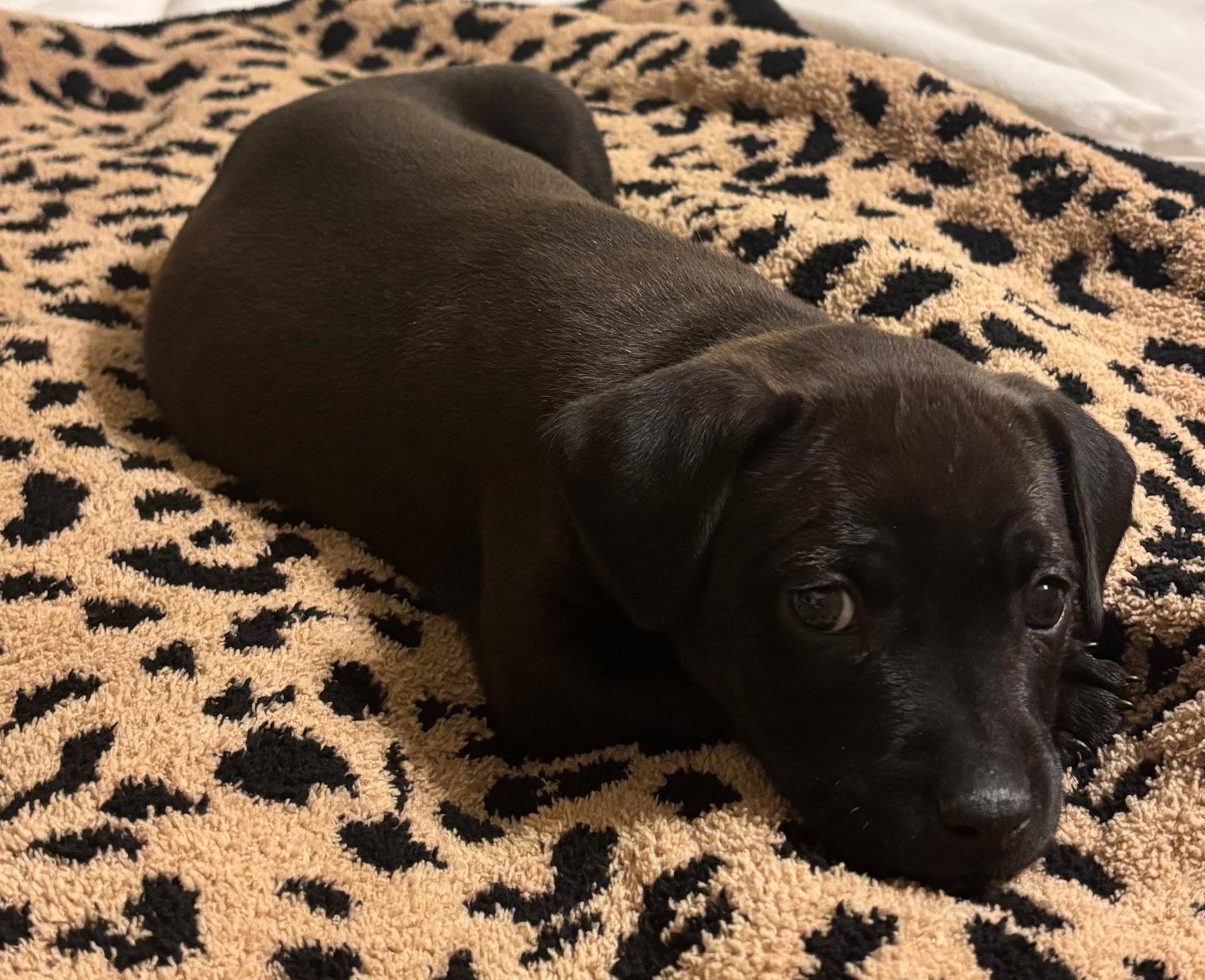 Luther , ADOPTABLE, Puppy Male Mixed Breed.