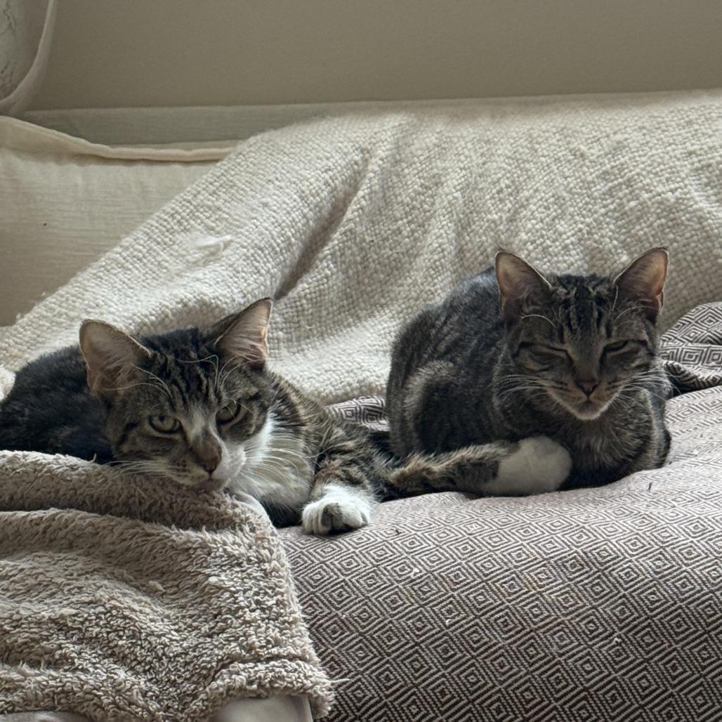 Enlarge Yuzu and Lychee, a ADOPTABLE Domestic Short Hair in Evanston, IL image 1/1