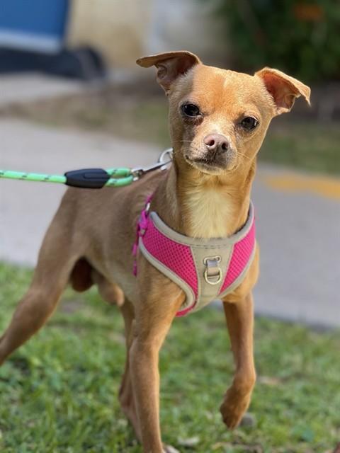 Enlarge SOLO, a Adoptable Chihuahua in Sugar Land, TX image 1/1