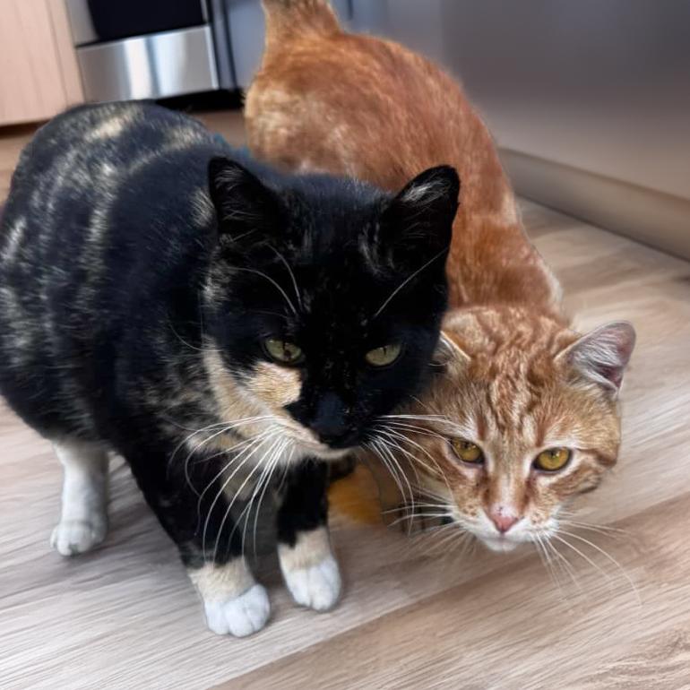 Apple — thumbnail 2