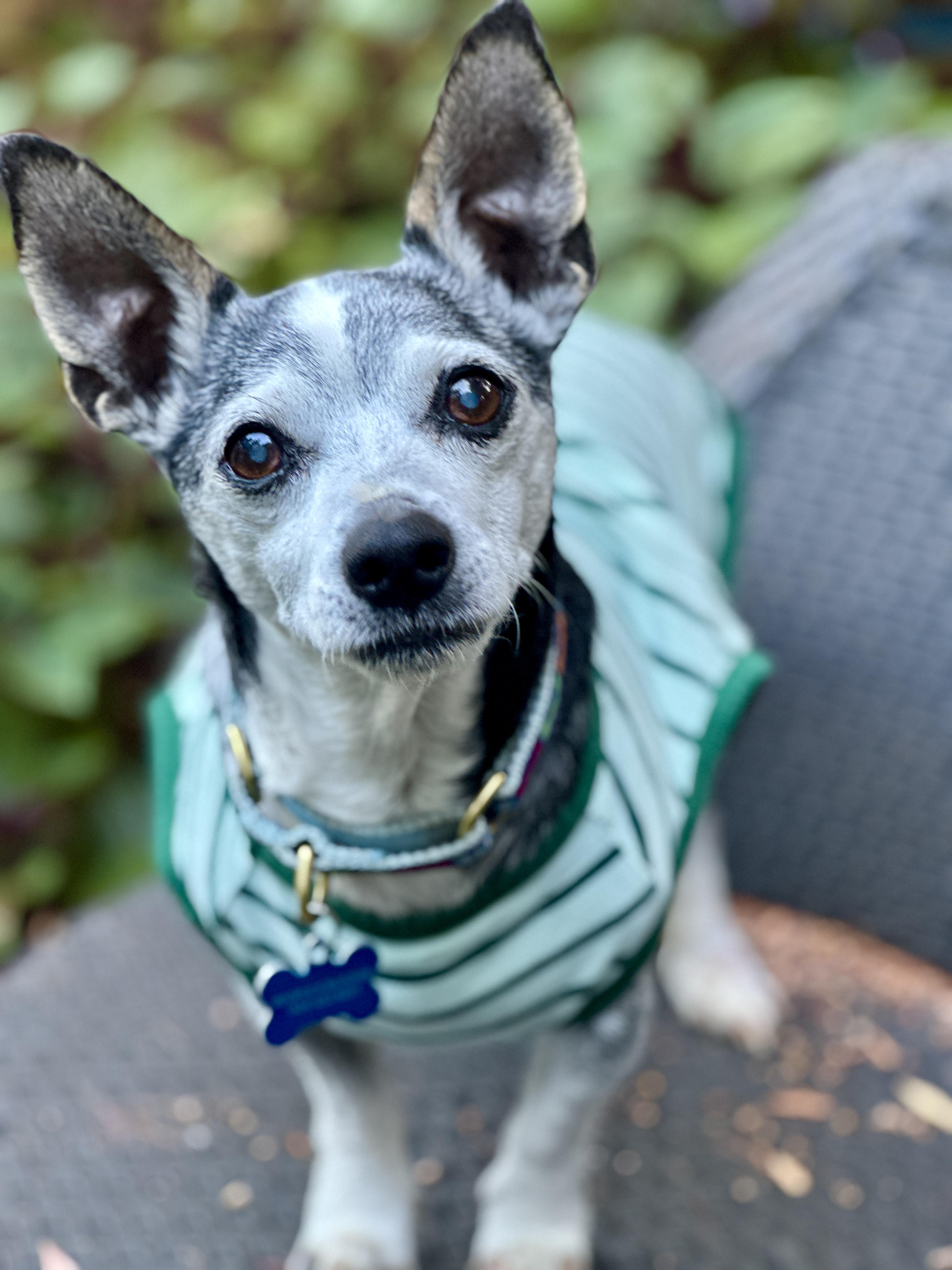 Dear Potential Forever Family Hi Im Harold a 10-year-old chihuahua-mix looki