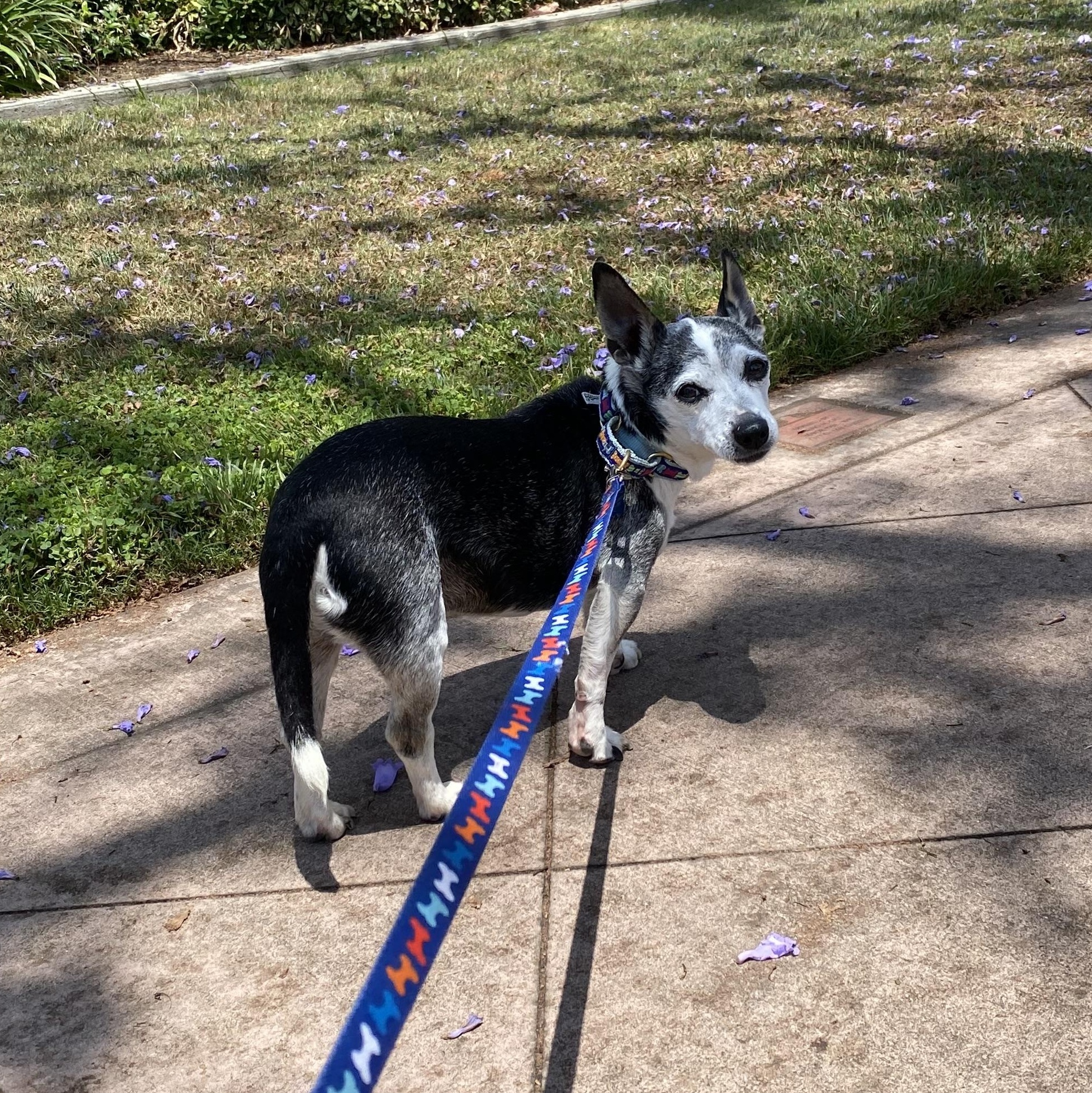 Harold, a Adopted mixed breed in Los Angeles, CA image 3/6