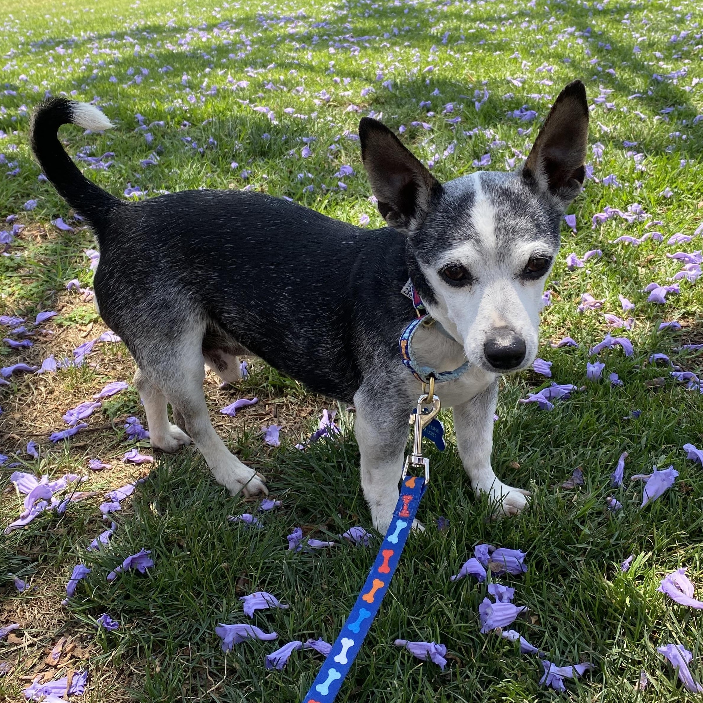 Harold, a Adopted mixed breed in Los Angeles, CA image 4/6