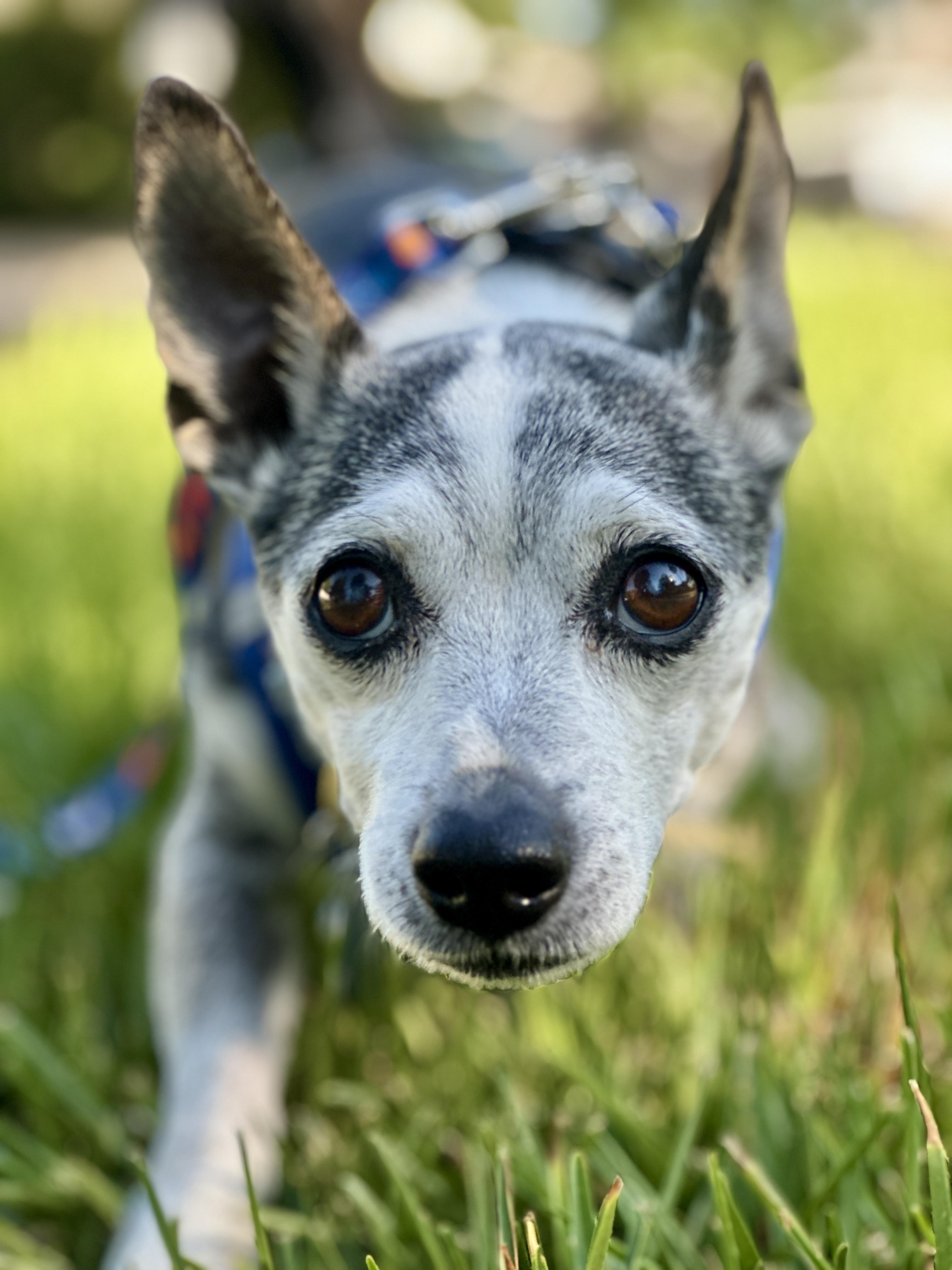 Harold, a Adopted mixed breed in Los Angeles, CA image 5/6