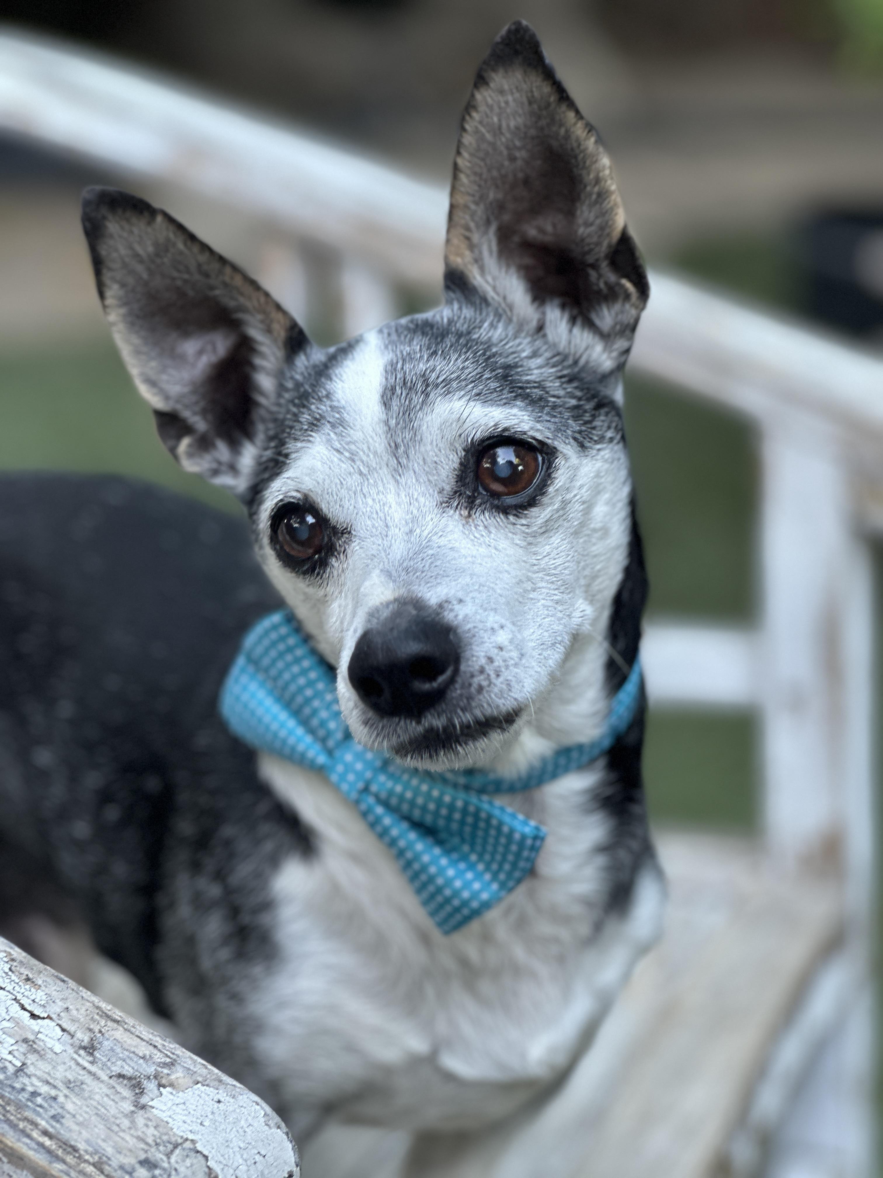 Harold, a Adopted mixed breed in Los Angeles, CA image 6/6