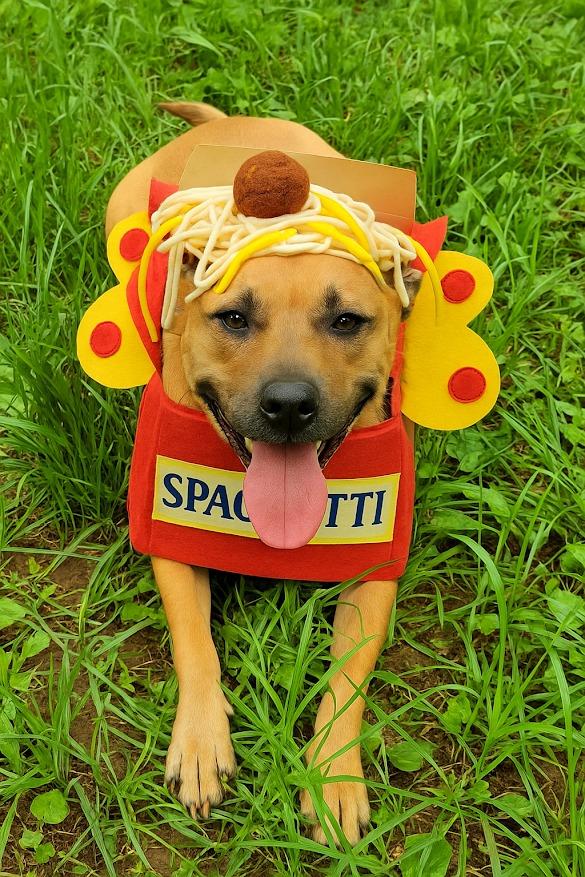 OLLIE, Adoptable, Adult Male Boxer & Black Mouth Cur.