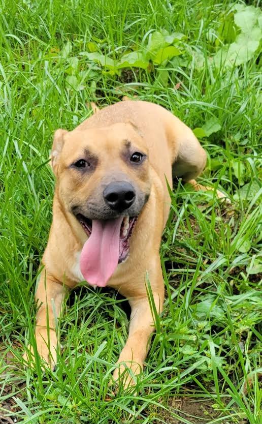 Enlarge OLLIE, a Adoptable mixed breed in Crossville, TN image 2/6