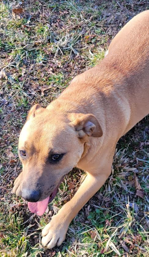Enlarge OLLIE, a Adoptable mixed breed in Crossville, TN image 2/6