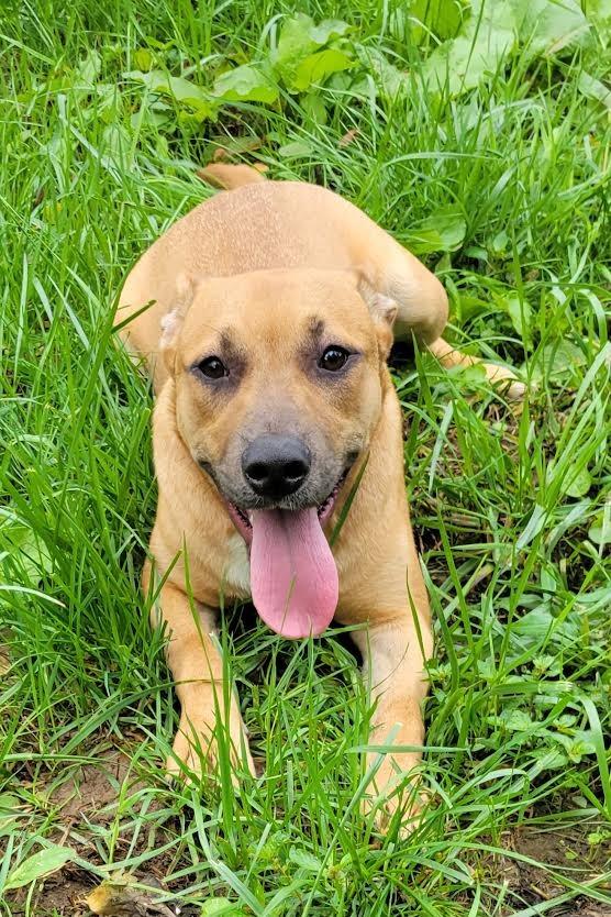Enlarge OLLIE, a Adoptable mixed breed in Crossville, TN image 3/6