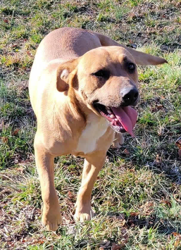Enlarge OLLIE, a Adoptable mixed breed in Crossville, TN image 5/6