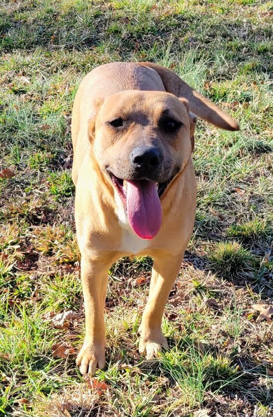 Enlarge OLLIE, a Adoptable mixed breed in Crossville, TN image 6/6