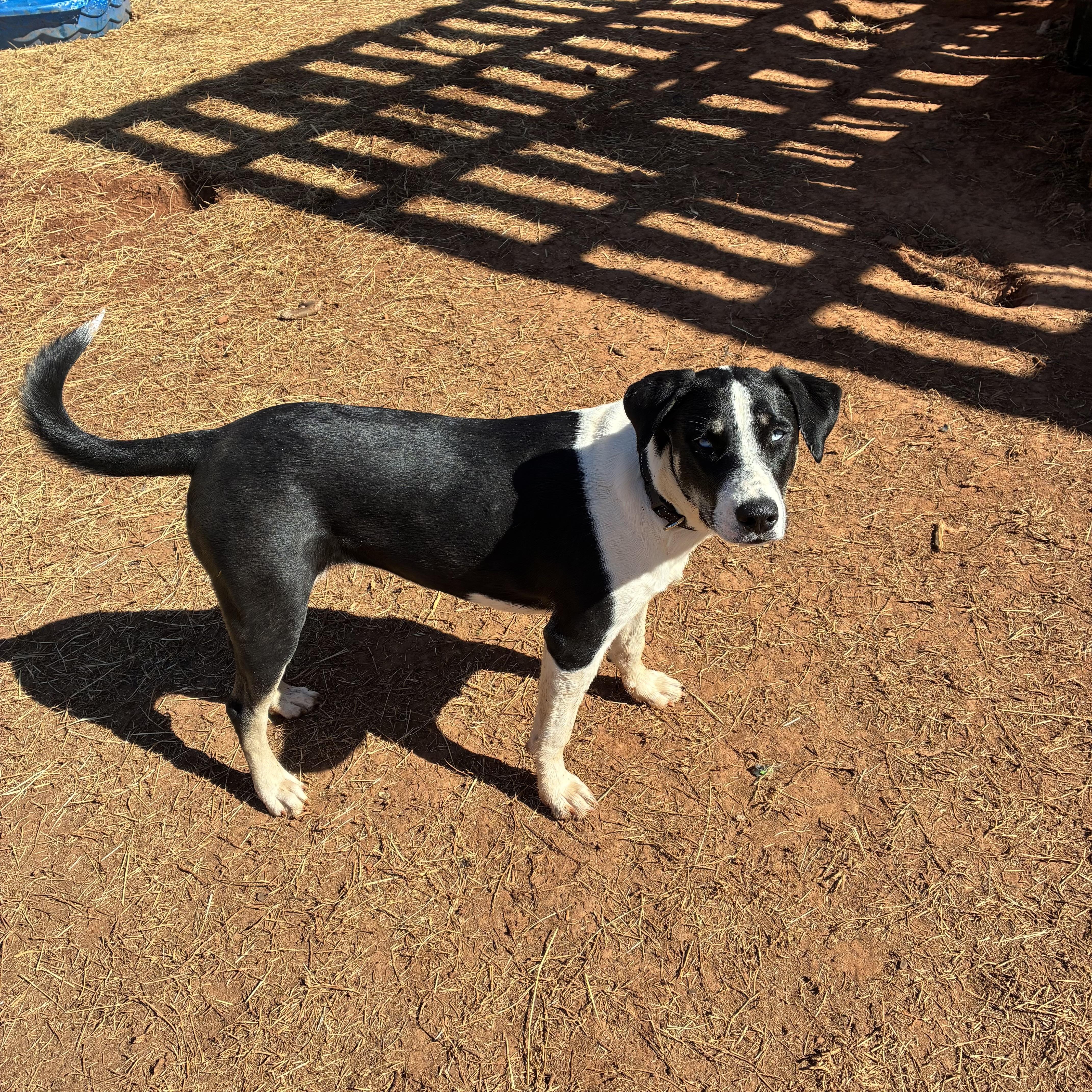 Enlarge Elizabeth, a Adoptable mixed breed in Manchester , CT image 4/6