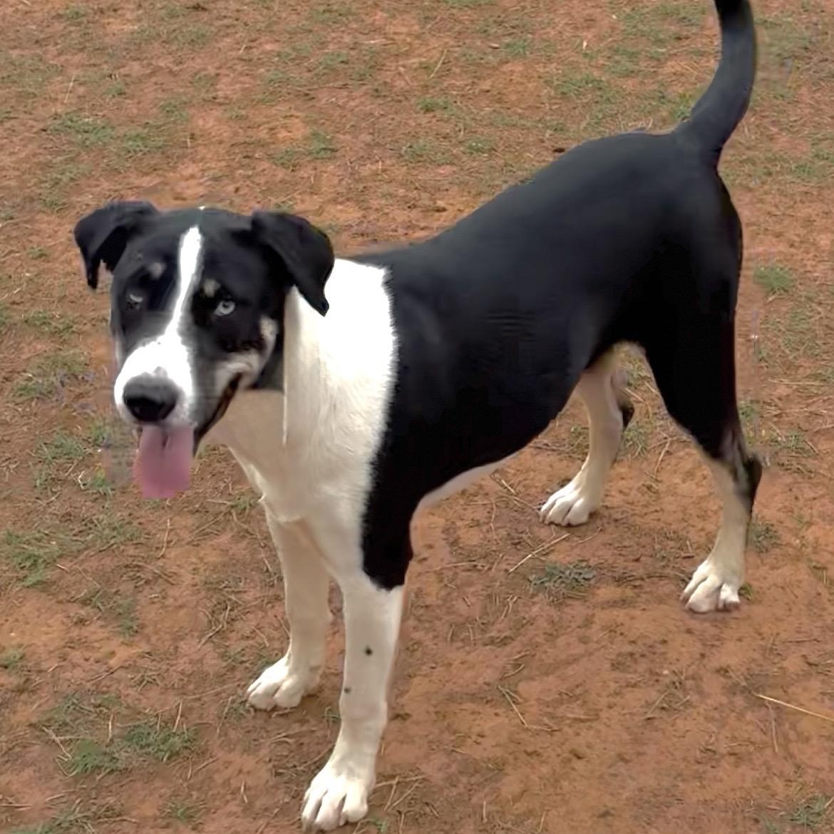 Elizabeth, Adoptable, Young Female Border Collie & Siberian Husky.