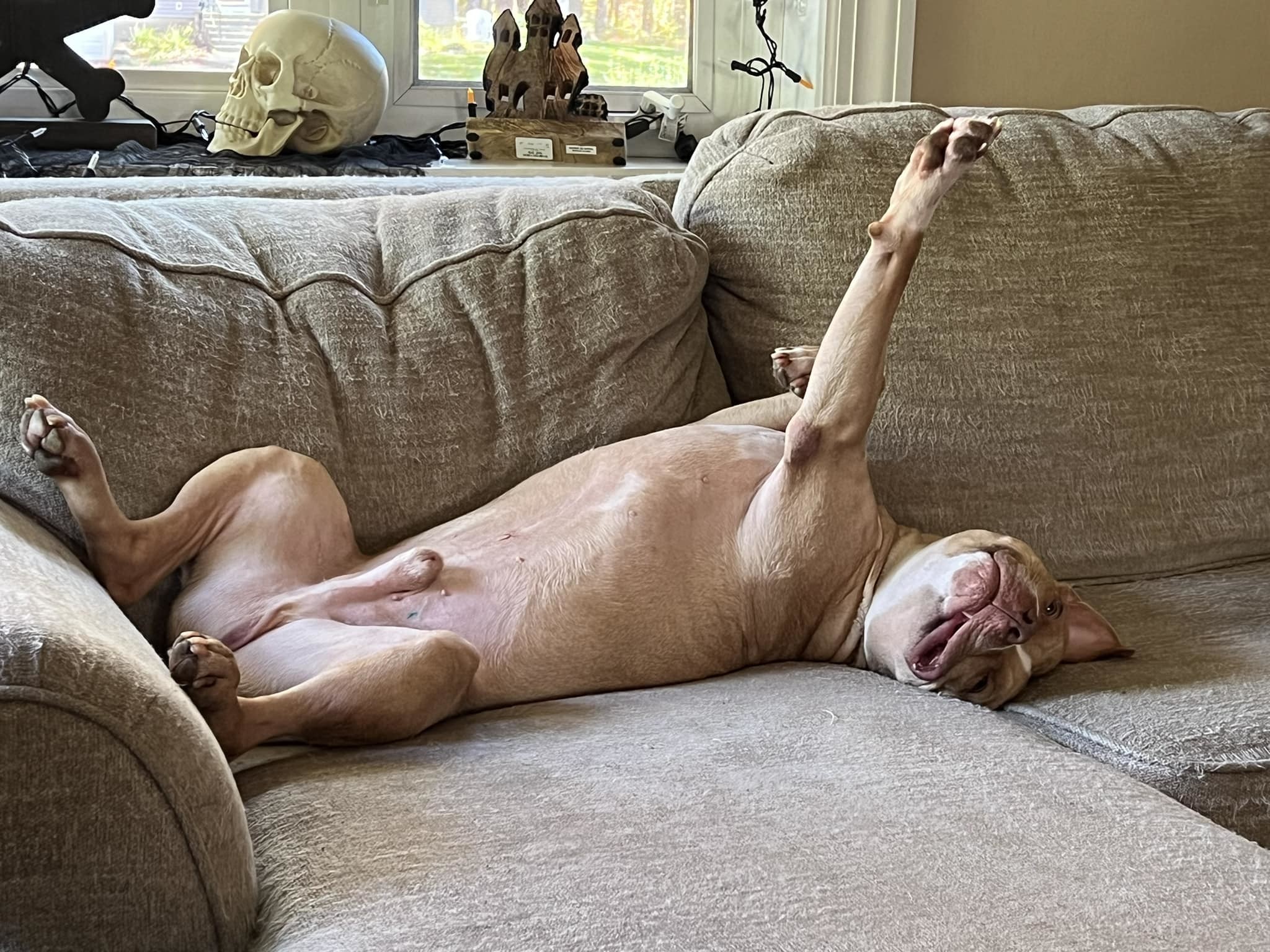 Tuffy, a Adoptable mixed breed in Methuen, MA image 1/12