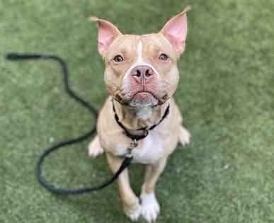 Tuffy, a Adoptable mixed breed in Methuen, MA image 2/12