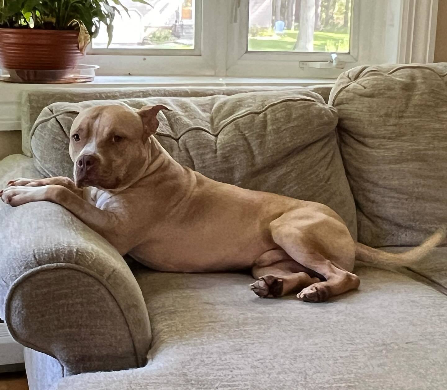 Tuffy, a Adoptable mixed breed in Methuen, MA image 3/12